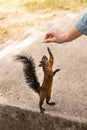 Squirrel eating seeds from man`s hand Royalty Free Stock Photo