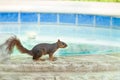 Squirrel taking a drink from swimming pool