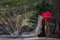 Squirrel taking food out of the red mailbox - great for a background