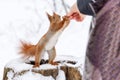 Squirrel taking hazelnut from human hand. Close up photo in winter time on snow background.