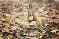 Squirrel taking a nut from a small shopping trolley full of walnuts against a blurred foliage background. Close-up shot, selective