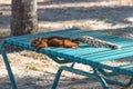 Squirrel taking sun on a bench at the beach Royalty Free Stock Photo