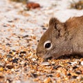 Squirrel Tamiasciurus hudsonicus steals bird food Royalty Free Stock Photo