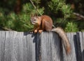 Squirrel sits on the fence in the garden