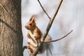 Squirrel with tassels on the ears sits on a tree branch.