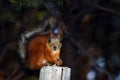 Squirrel with tassels on the ears sits on wooden post and eats seeds