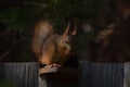 Squirrel with tassels on the ears sitting on the dish and eating nuts