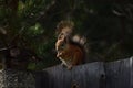 Squirrel with tassels on the ears sitting on the fence in the garden