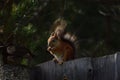 Squirrel with tassels on the ears sitting on the fence and eating nuts