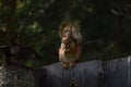 Squirrel with tassels on the ears sitting on the fence and eating nuts