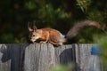 Squirrel with tassels on the ears sitting on the fence