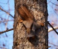 Squirrel with tassels on the ears