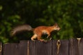 Squirrel with tassels on the ears walks along the fence