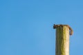 Squirrel On Telephone Pole Royalty Free Stock Photo