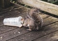 Squirrel Thief Tampa 2018 Royalty Free Stock Photo