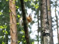 A squirrel on a tilted tree trunk in the spring forest. The squirrel is eating. Spring forest background Royalty Free Stock Photo
