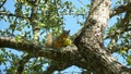 Squirrel with tomato