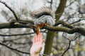 Squirrel touches a human hand on a tree in a spring forest Royalty Free Stock Photo
