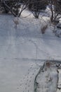 Squirrel tracks on fresh snow in winter