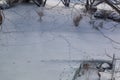 Squirrel tracks on fresh snow in winter