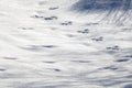 Squirrel tracks in freshly-fallen snow Royalty Free Stock Photo