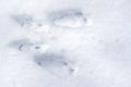 Squirrel tracks in the snow