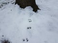 Squirrel tracks in snow leading to tree Royalty Free Stock Photo