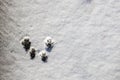 Squirrel Tracks in the Snow Royalty Free Stock Photo