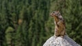 Squirrel on trail at Yosemite Valley