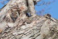 Grey Squirrel In Tree Trunk