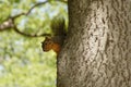 Squirrel in tree