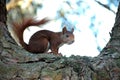 Squirrel on a tree Royalty Free Stock Photo