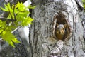 Squirrel in a tree Royalty Free Stock Photo