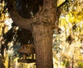 Squirrel on a tree. Autumn