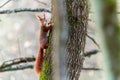 Squirrel in the tree. A beautiful red squirrel. Red squirrel in the tree Royalty Free Stock Photo