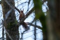 Squirrel in the tree. A beautiful red squirrel. Red squirrel in the tree