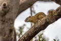 Squirrel on tree branch