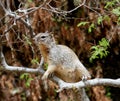 Squirrel on a tree branch Royalty Free Stock Photo