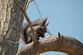 Squirrel on tree branch Royalty Free Stock Photo