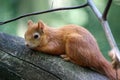Squirrel on a tree branch close up Royalty Free Stock Photo