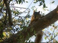 Squirrel in Tree Royalty Free Stock Photo