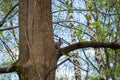 Squirrel On The Tree At The City Forest Park, Feeding Wild Animals At The City Of Moscow