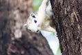 Squirrel on a tree Royalty Free Stock Photo