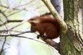 Squirrel on a tree close up Royalty Free Stock Photo