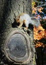 Squirrel on tree closeup Royalty Free Stock Photo