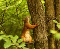 Squirrel on a tree Royalty Free Stock Photo