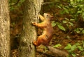 Squirrel on a tree Royalty Free Stock Photo