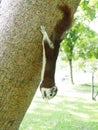 Squirrel on a tree eating beans. It`s small and cute