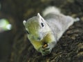 Squirrel on a tree eating beans. It`s small and cute