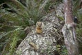 Squirrel on tree eating closeup in Leach Botanical Garden Royalty Free Stock Photo